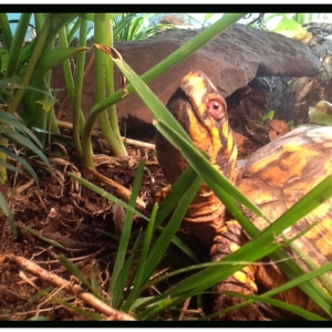 Hiding Behind  A Grass Blade