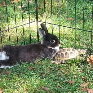 The tortoise and the bunny