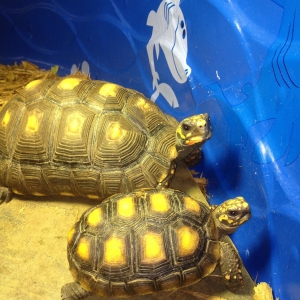 Sunbathing indoors