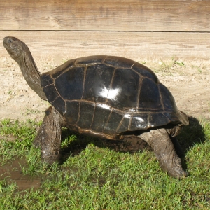 FEMALE ALDABRA TORTOISE