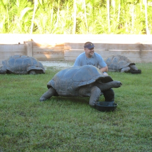 Steve with three adult male aldabras