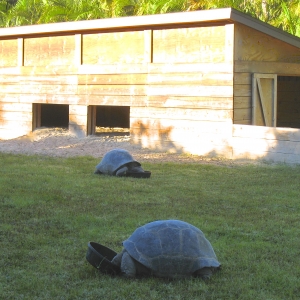 TWO ADULT FEMALE ALDABRAS