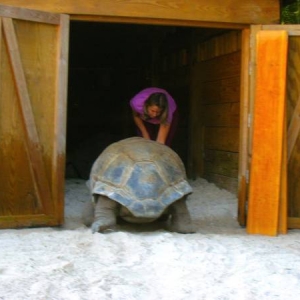 NIGHT TIME // MALE ALDABRA