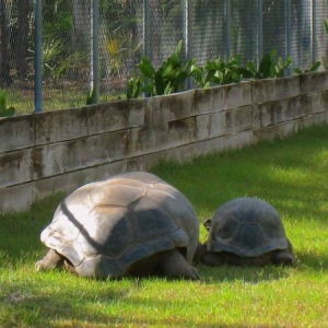 MATURE MALE & FEMALE ALDABRA