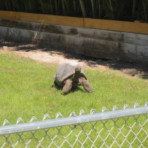 FEMALE ALDABRA