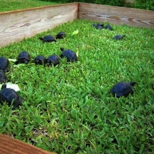 YOUNG ALDABRA TORTOISES