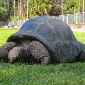 MATURE FEMALE ALDABRA