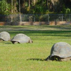 THREE MATURE FEMALE ALDABRAS