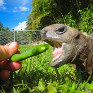 HOPI // SIX YEAR OLD ALDABRA