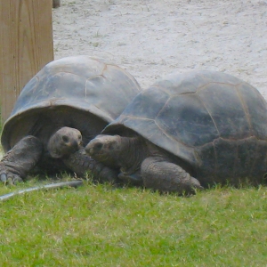 MATURE FEMALE ALDABRA TORTOISES