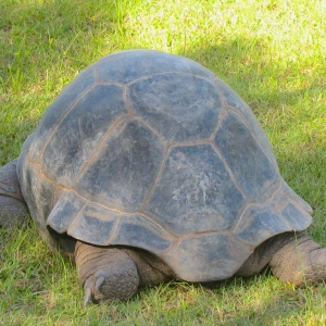 MATURE FEMALE ALDABRA TORTOISE