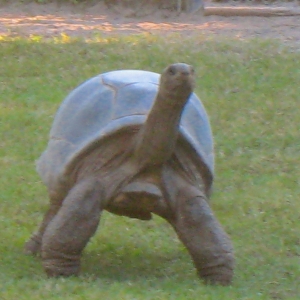 FEMALE ALDABRA TORTOISE