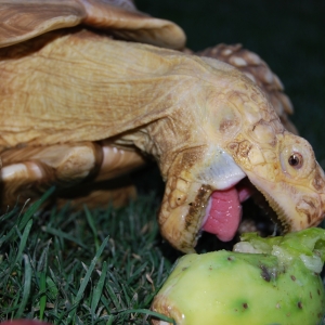 NOM!  NOM!