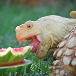 YEOW!  Watermelon!