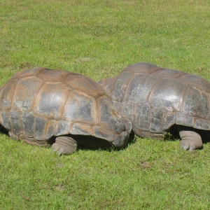 TWO MALE ALDABRA TORTOISES