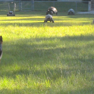 TYPICAL DAY IN SW FLORIDA