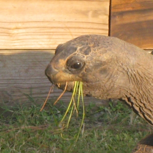 GRASS EATERS // ALDABRA