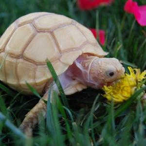 ...And wouldn't you know it...straight to the dandelion!