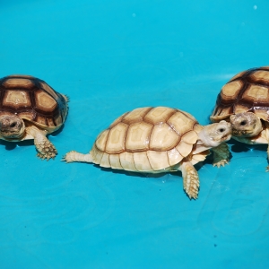 A shot of her and her two smaller siblings!