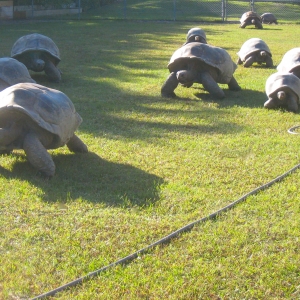 ADULT ALDABRA TORTOISES