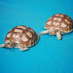 Another soaking after their first mini feeding...