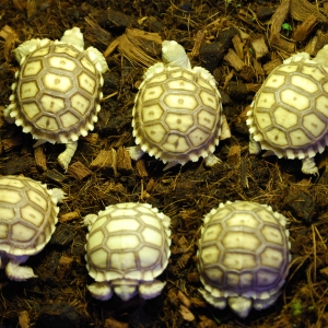 Head count...and checking out their new digs...1 of 6 micro biomes I set up for them.