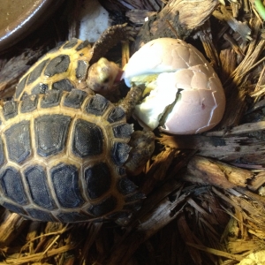 Yearling forsten egg day