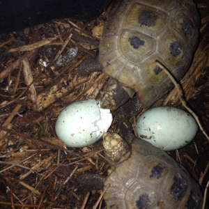 Yearling elongated egg day