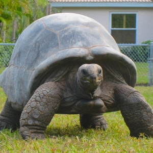 FEMALE ALDABRA // APRIL // 145 POUNDS