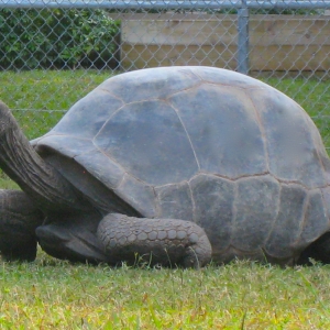 FEMALE ALDABRA // 240 POUNDS // MISS GODLEY