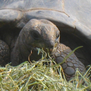 HAY EAT'N ALDABRA