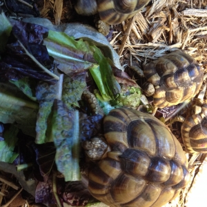 Egyptians chowing on some organic