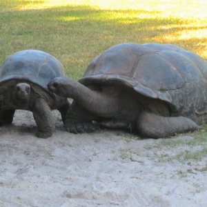 ALDABRA TORTOISES