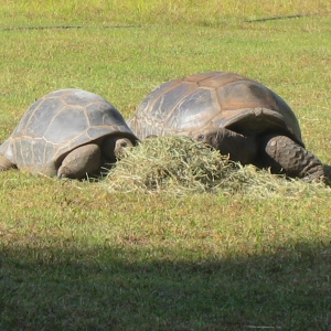 ALDABRA TORTOISES