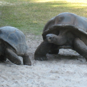 ALDABRA TORTOISES