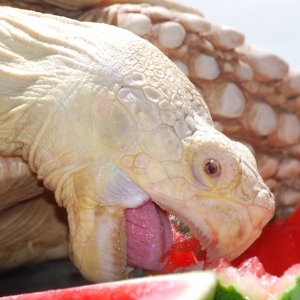 CAN'T GET ENOUGH WATERMELON