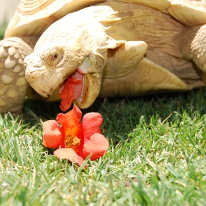 THIS IS ALADAR'S CRACK...RED TRUMPET BLOOMS