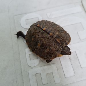 Just Found a Baby Turtle 5*18*2017