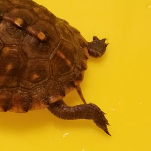 Turtle Butt!