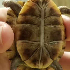 Eggsy's plastron with growth rings