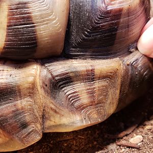 Pointed finger on ridge