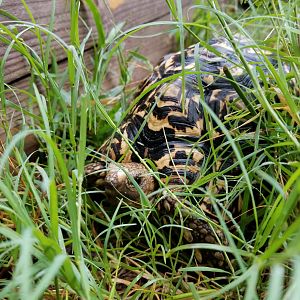 Sheldon cruizin around 6-7-2019