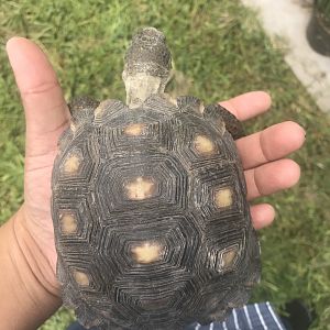 Texas tortoise?
