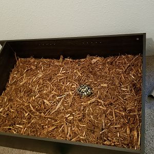 Mulch added plus tort for scale