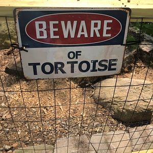 Beware of Tortoise