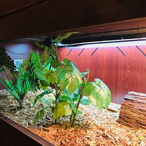 Rainbow's (Burmese Star) Enclosure Set-Up