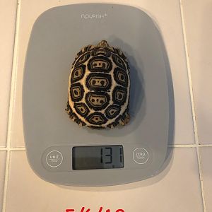 131 grams at 7 months