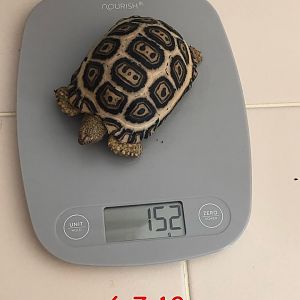 152 grams at 8 months