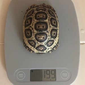 199 grams at 9 months