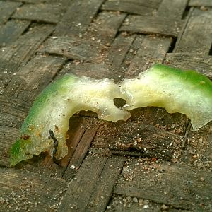 Their favourite meal........CUCUMBER!